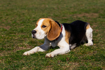 dog breed beagle