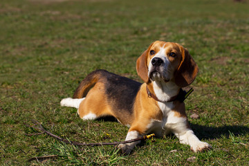 dog breed beagle