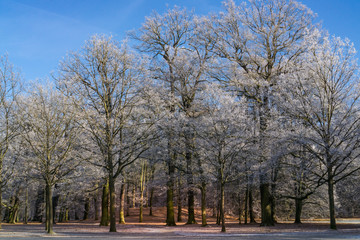 Winterliche Landschaft am Morgen, eine Baumgruppe im Park, die mit leichtem Schnee und Raureif bedeckt ist, die ersten Sonnenstrahlen fallen in die Mitte der Gruppe und leuchten goldgelb