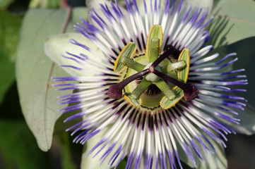 Blüte der Blauen Passionsblume