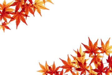 紅葉したモミジの葉　カエデ