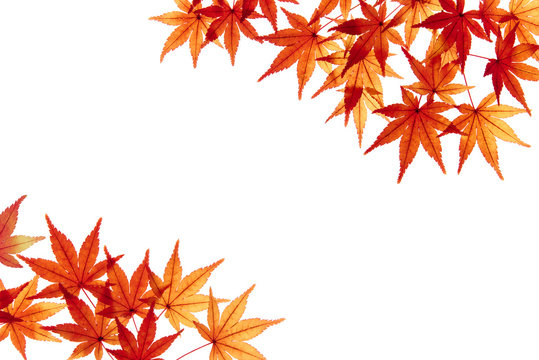紅葉したカエデの葉　