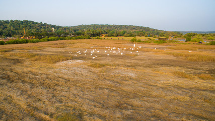 Flight over soaring herons at sunset