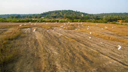 Obraz premium Flight over soaring herons at sunset