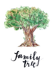 Family tree: old olive