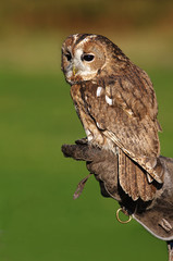 Waldkauz mit Falkner