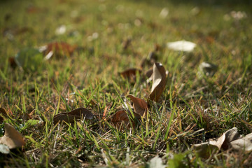autumn leaves on grasses