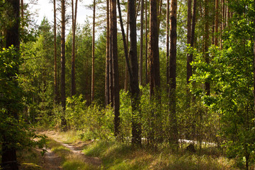 Fototapeta na wymiar Beautiful panorama of pine forest with summer day. Coniferous trees. Sustainable ecosystem