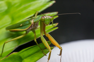 Giant Malaysian shield praying mantis (Rhombodera Basalis) resting on a tree