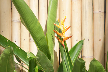 Orange flower next to the wooden fence