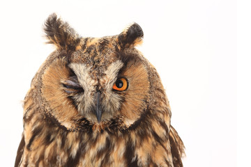 portrait owl