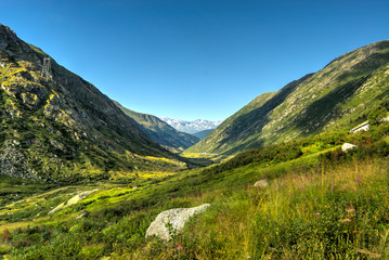 Green valley in the swiss Alps