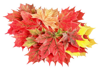 .Bouquet of red and yellow maple leaves. Isolated on white background.