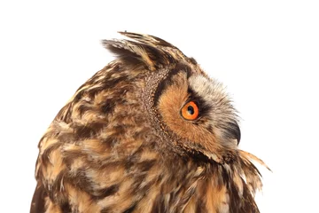 Crédence de cuisine en verre imprimé Hibou portrait owl