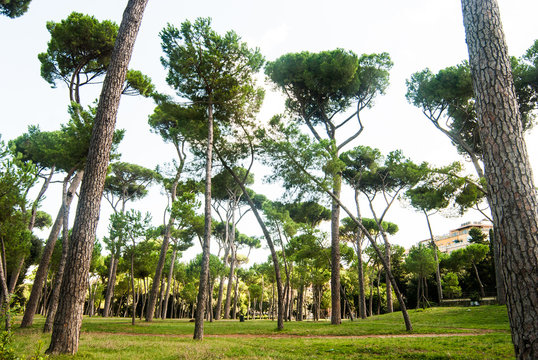 Roman Park