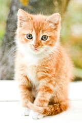 Cute little red kitten