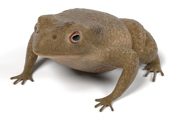 realistic 3d render of toad - bufo bufo