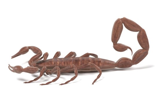 realistic 3d render of centruroides vittatus