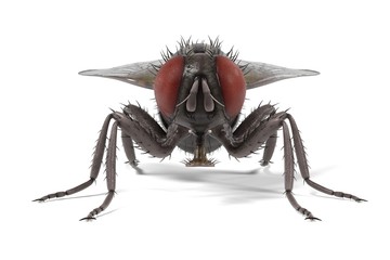 realistic 3d render of musca domestica - common fly