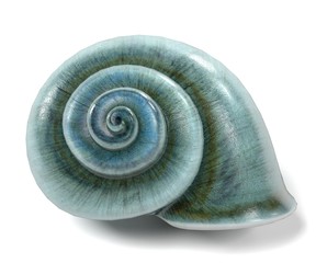 realistic 3d render of Neverita Duplicata (Shark Eye)