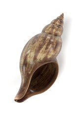realistic 3d render of shell
