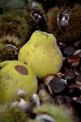 pere e castagne