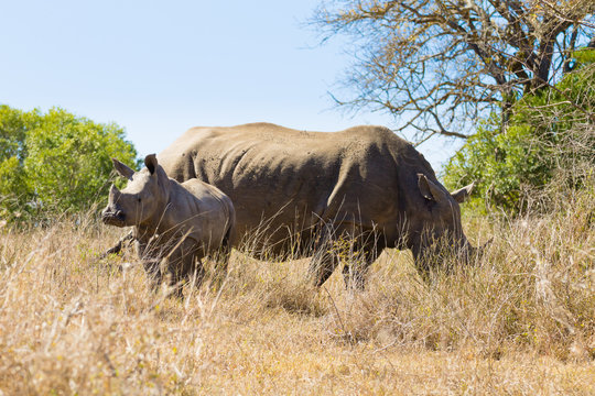 White rhinoceros with puppy, South Africa