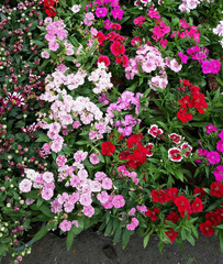 Dianthus flowers