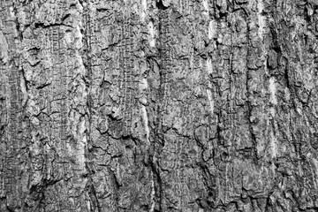 Bark texture
