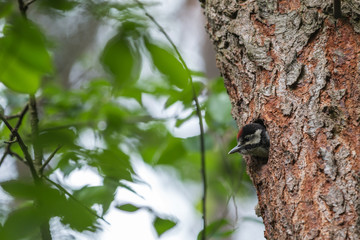 Great Spotted Woodpecker (Dendrocopos major) looks from nest
