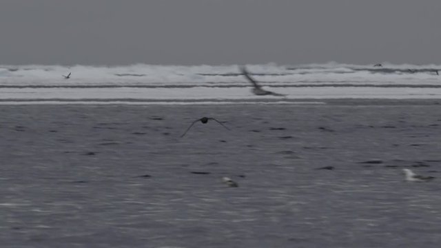 Slow motion sea birds flying over choppy icy ocean