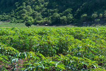 The cassava field nearly mountain.