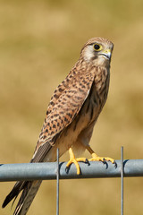 Portrait eines Turmfalken