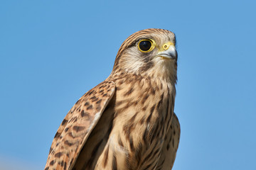 Portrait eines Turmfalken