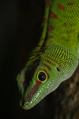 Nahaufnahme eines Türkis Zweggecko