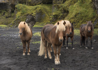 Palomino and chestnut Icelandic horses, or ponies, Porsmork.