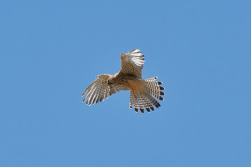 Turmfalke im Rüttelflug von schräg vorne