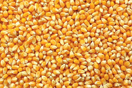 Corn grains background