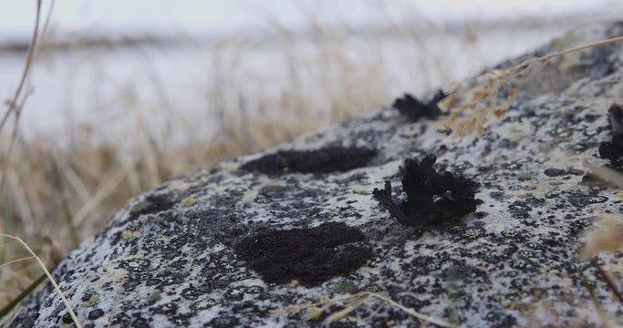 Close on lichen on rock with breeze blowing grass on cloudy day