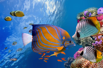 Fototapeta premium Cudowny i piękny podwodny świat z koralowcami