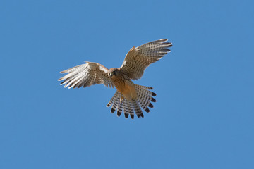 Turmfalke im Rüttelflug von schräg vorne