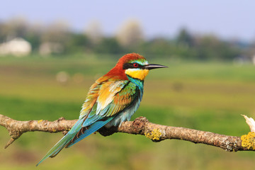 colored bird European bee-eater sitting on a branch   background of meadow