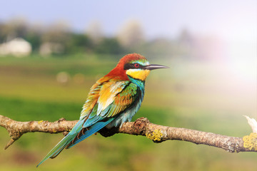 colored bird Merops apiaster sitting on a branch   background of meadow