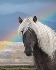 Portrait of an Icelandic palomino pony, Porsmork, Iceland