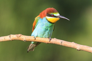 Merops apiaster shining colors sitting on a branch   green background