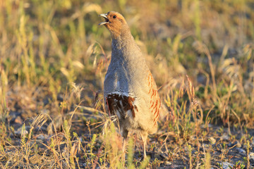 gray partridge is singing a wedding song spring
