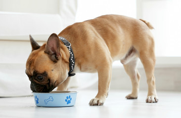 Cute dog eating food