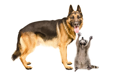 German Shepherd dog and a curious raccoon
