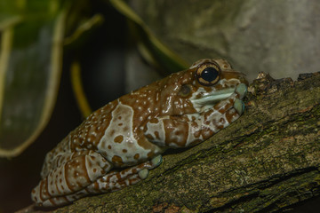 Bunter Urwaldfrosch auf seinem Baumstamm
