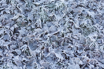 mit Raureif überzogenes verfärbtes Herbstlaub, Wiese